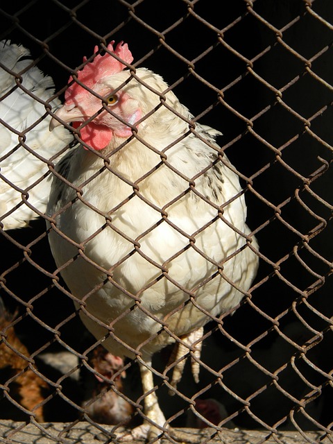 而王媛媛选 而王媛媛选